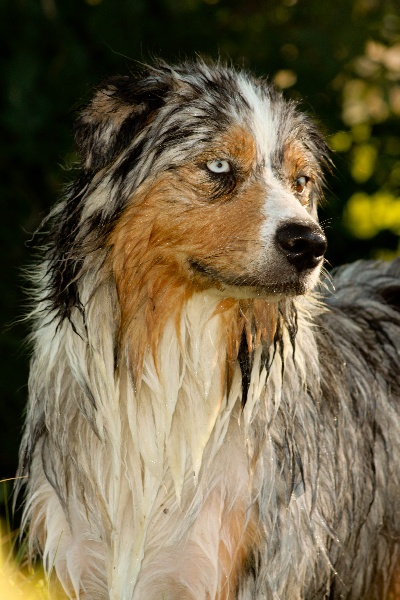 Feeling fabulous blue Of Fairy Aussie