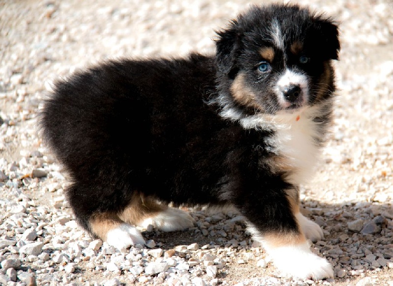 Of Fairy Aussie - Berger Australien - Portée née le 25/12/2014